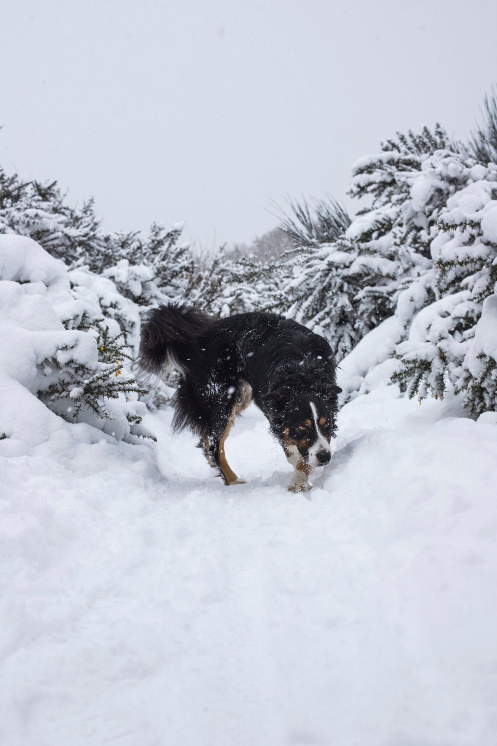 Early Snowfall Blankets Ski Resorts Across the U.S.