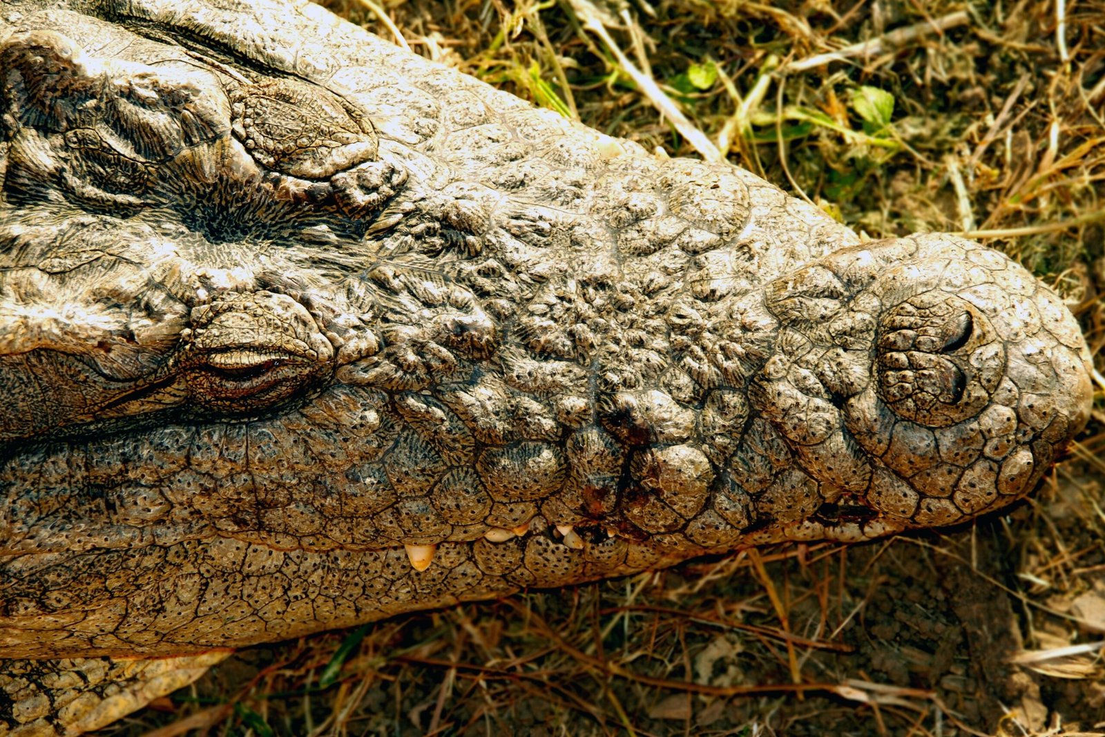 How Do You Survive a Crocodile Attack? Bite Back.