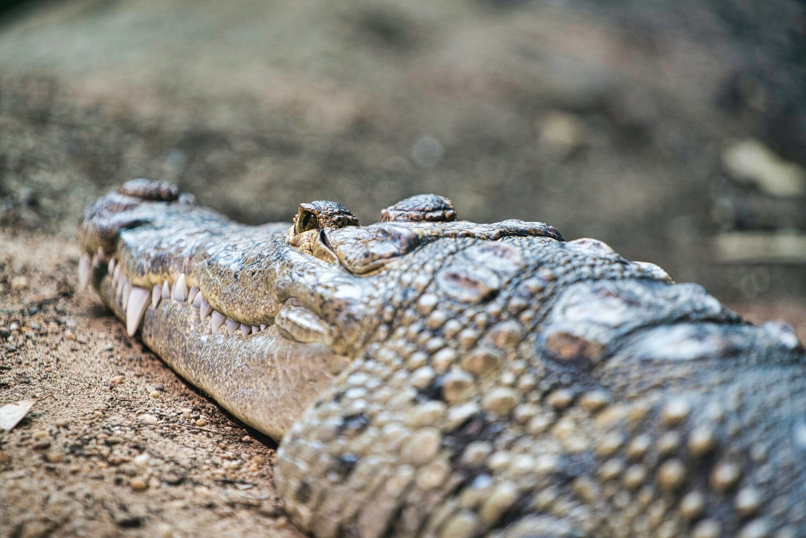 How Do You Survive a Crocodile Attack? Bite Back.