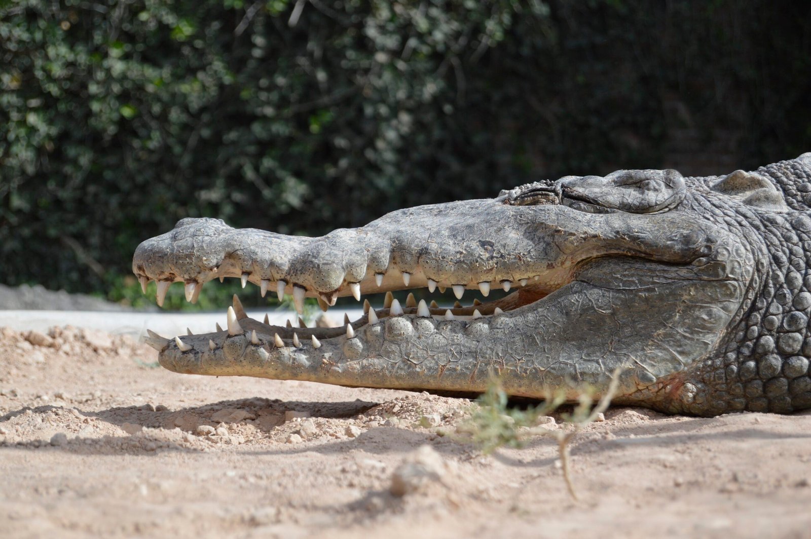 How Do You Survive a Crocodile Attack? Bite Back.