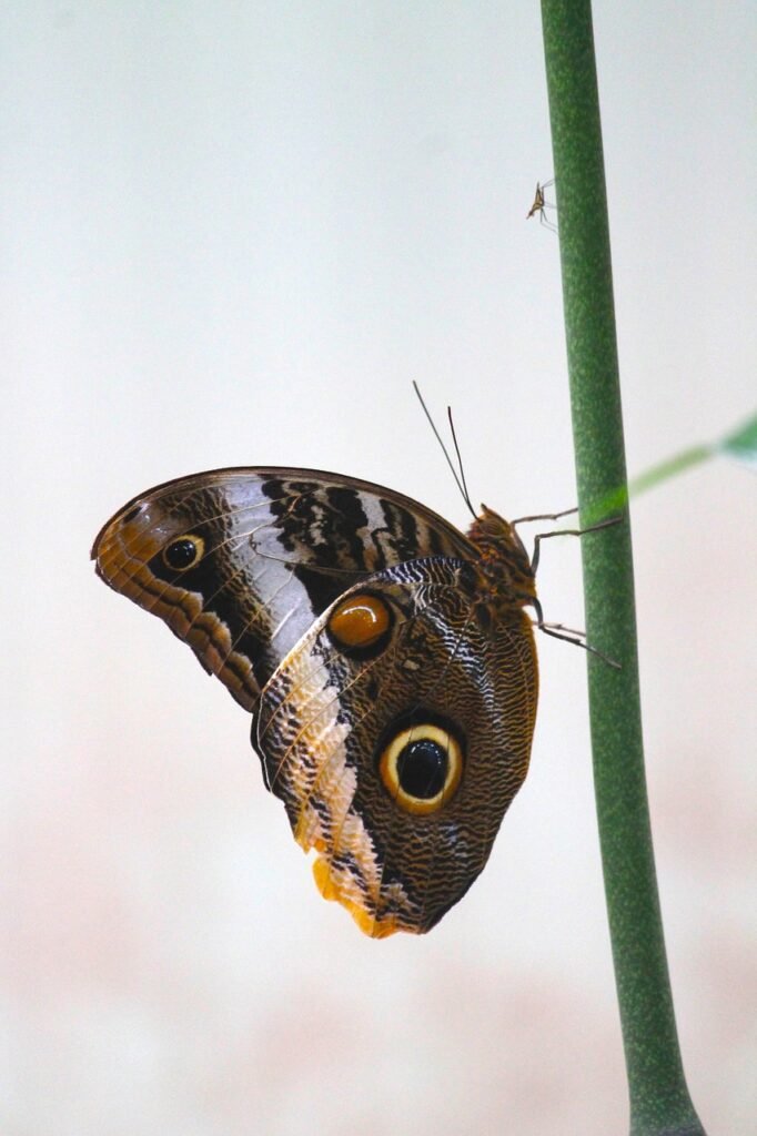 What Should I Do If I Encounter Wildlife While Hill Walking Or Rambling?